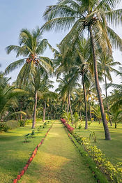 Palm tree gardens and landscaped pathway at Nattika Beach Ayurveda Resort in Kerala, India.