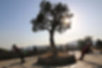 Outdoor boot camp exercise under a tree with mountain views in Marbella