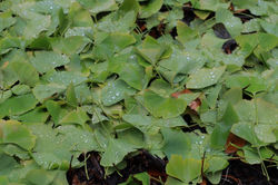 It is one of the oldest trees