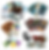6 Fossilis Expansions $20USD