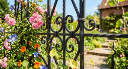 bright flowers on an iron trellis in the garden