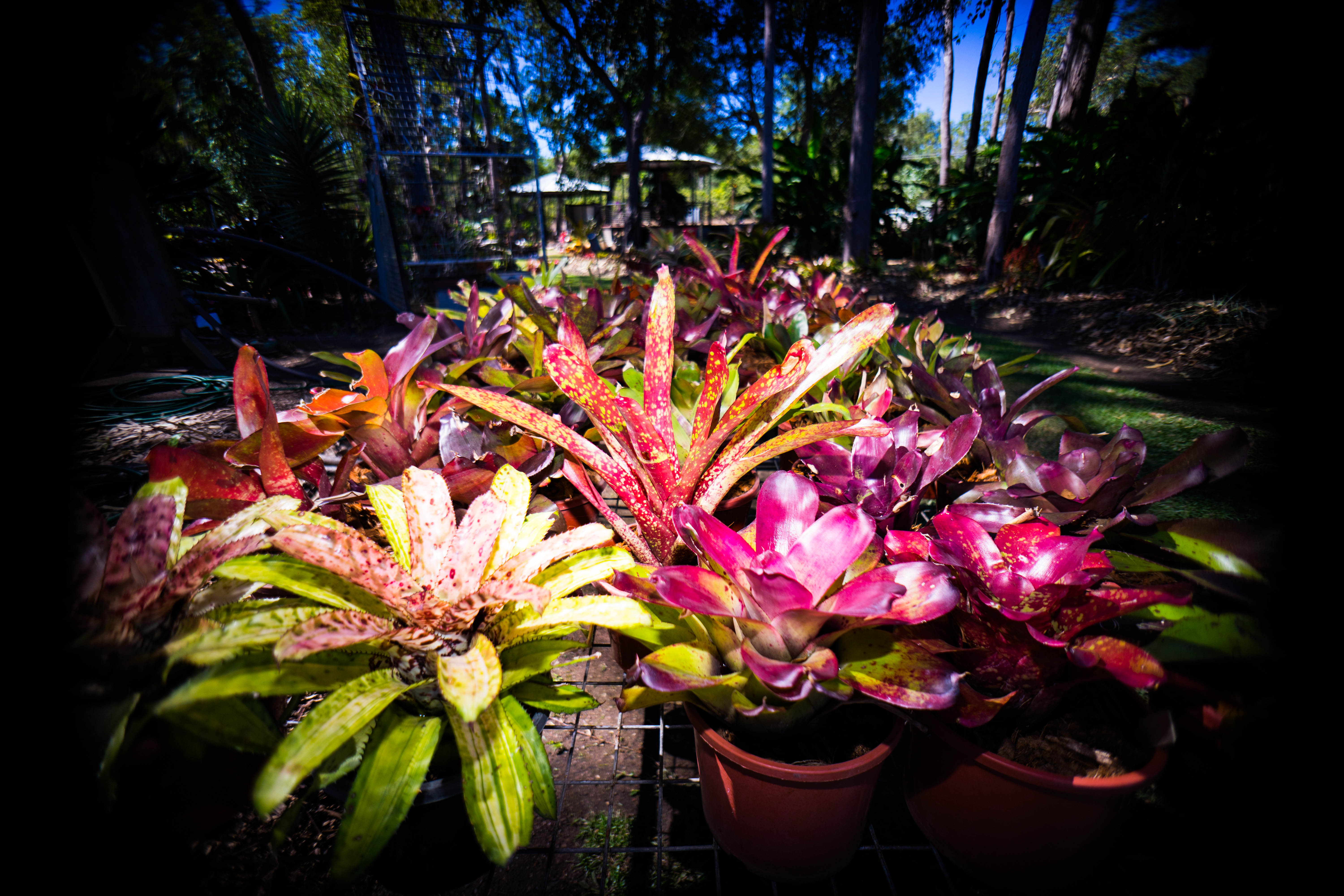 Territory Exotics & Watergardens Bromeliads and Exotic Plants