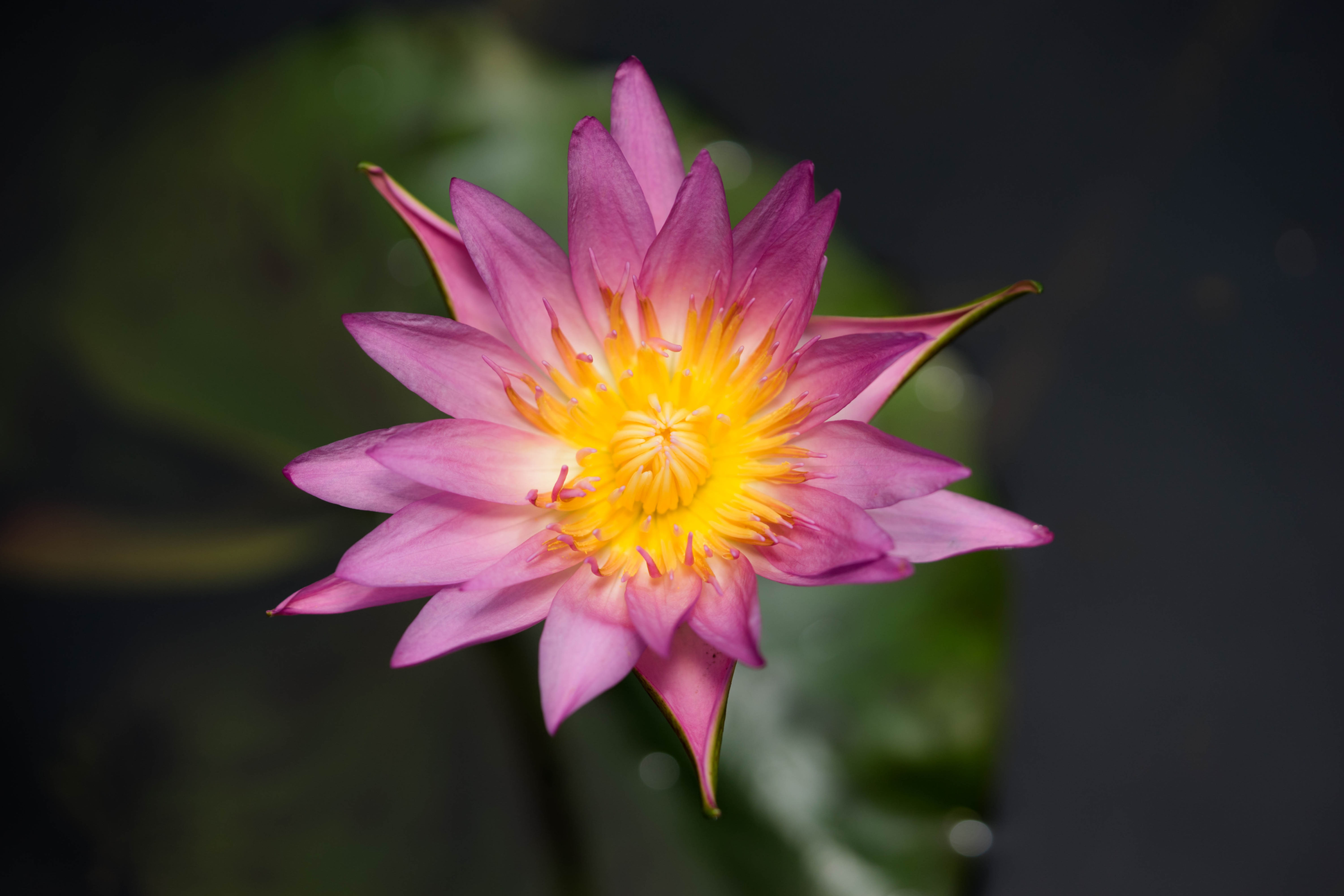 Nymphaea Paula Louise