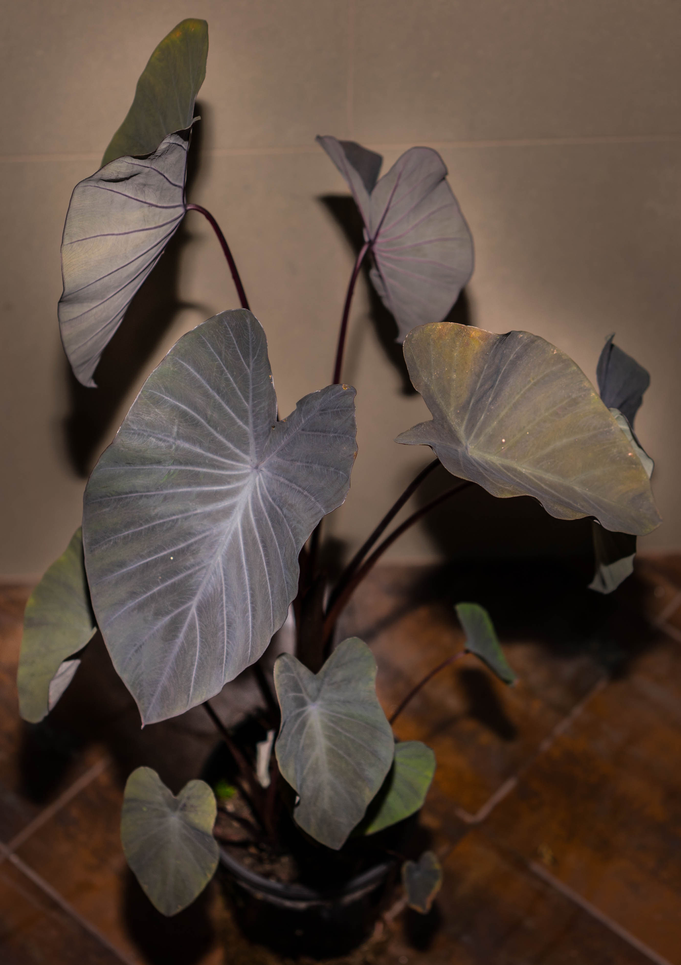 Colocasia Esculenta - Black Magic Taro