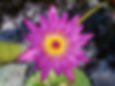 Nymphaea Jackwood Pink