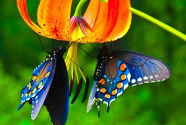 God's Kingdom on Earth