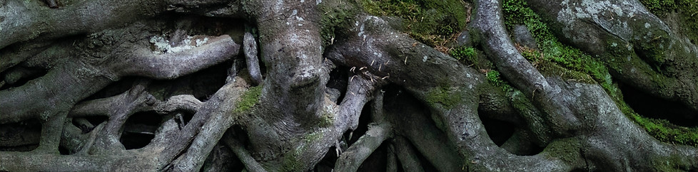 _A4A1714_edited.jpg