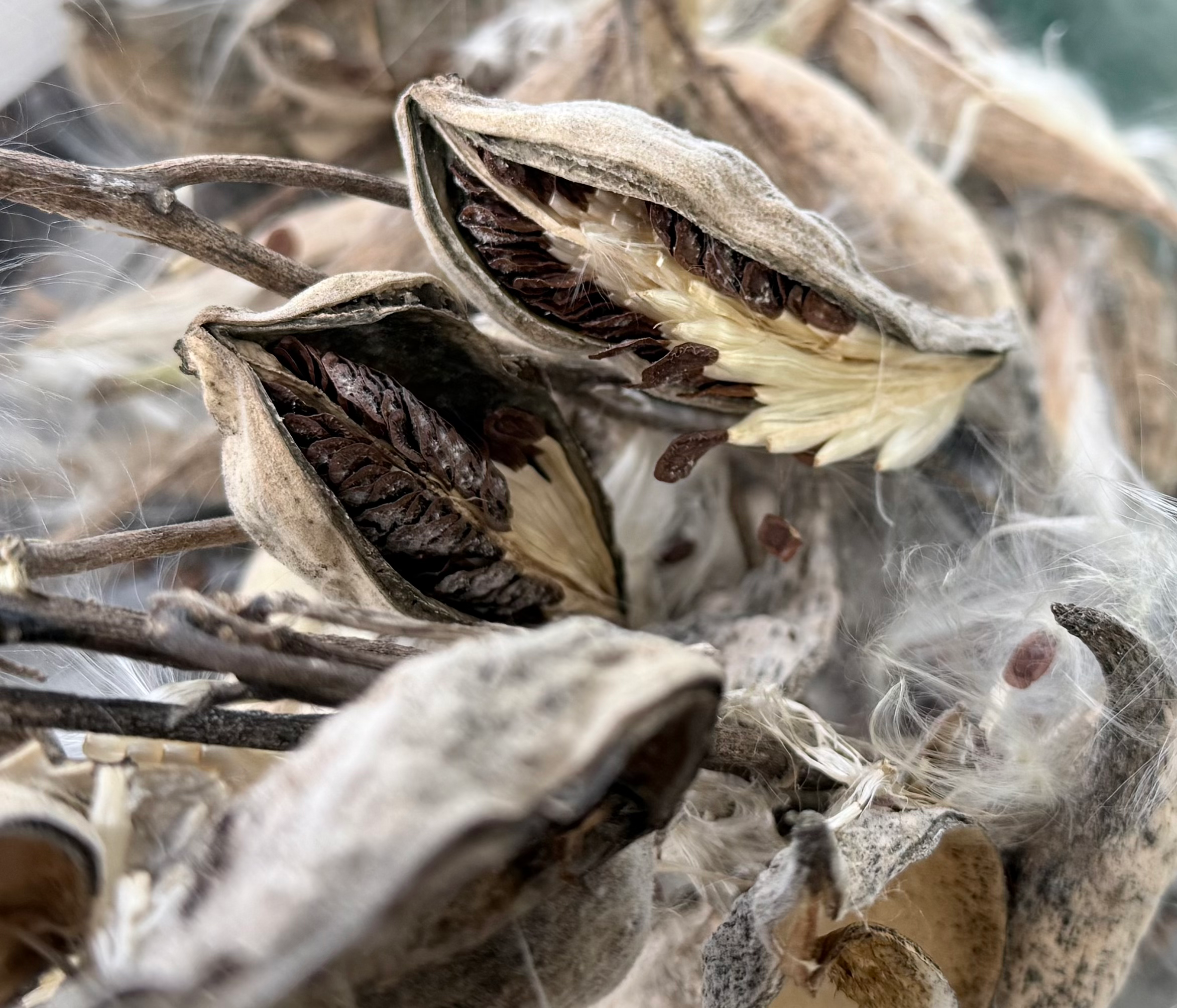 Swamp Milkweed (Asclepias incarnata) Seeds