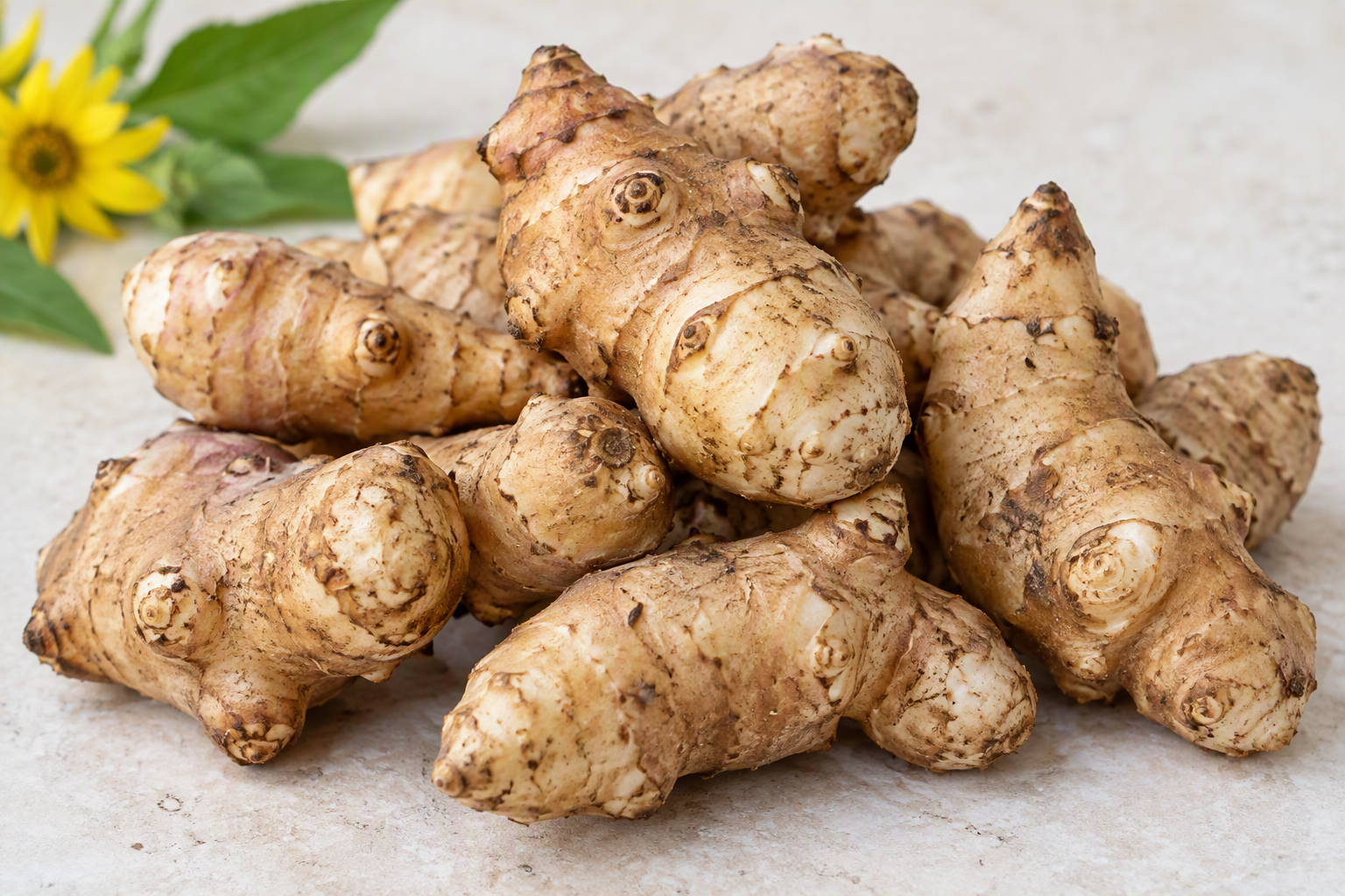 Jerusalem Artichokes (Helianthus tuberosus) Tubers 12oz Bag