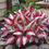 Thumbnail: Hosta Plant Seeds 100Pcs White Red