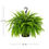 Thumbnail: Expert Gardener Green Boston Fern Live Plant in Hanging Basket - 1.5 Gallon, Pa