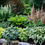 Thumbnail: 6 Mixed Color Hosta Plants for Growing - Growers Choice, Easy to Grow Hosta Roo