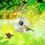 Thumbnail: Avtoify Garden Bird Feeder Clearance, Bird Feeder with Camera, HD 1080P Night-V