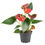 Thumbnail: Red anthurium houseplant in a pot