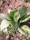 CHOUX PAK CHOI.jpeg
