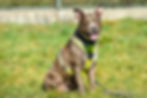 Stella