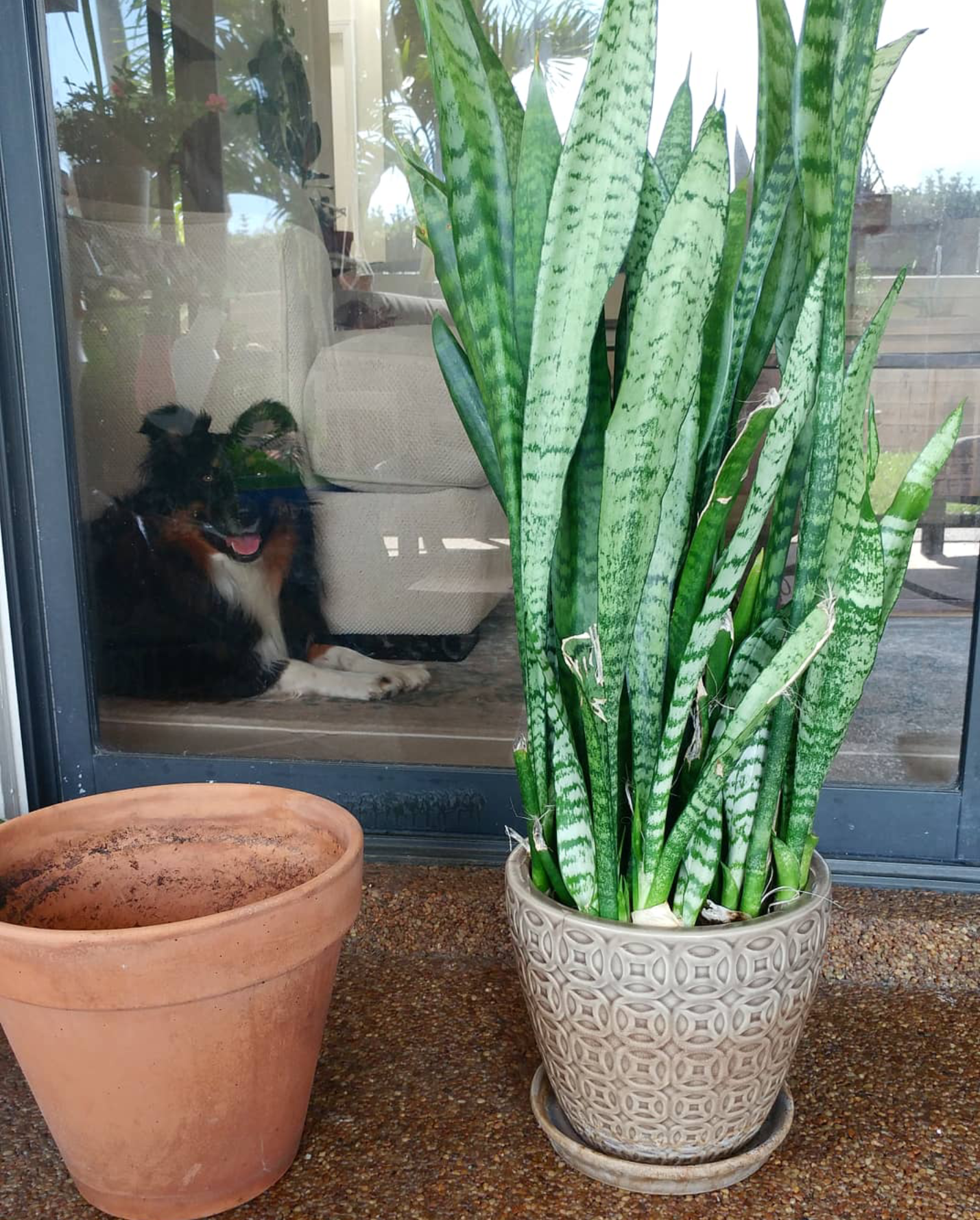 Terra cotta pot for repotting snake plant