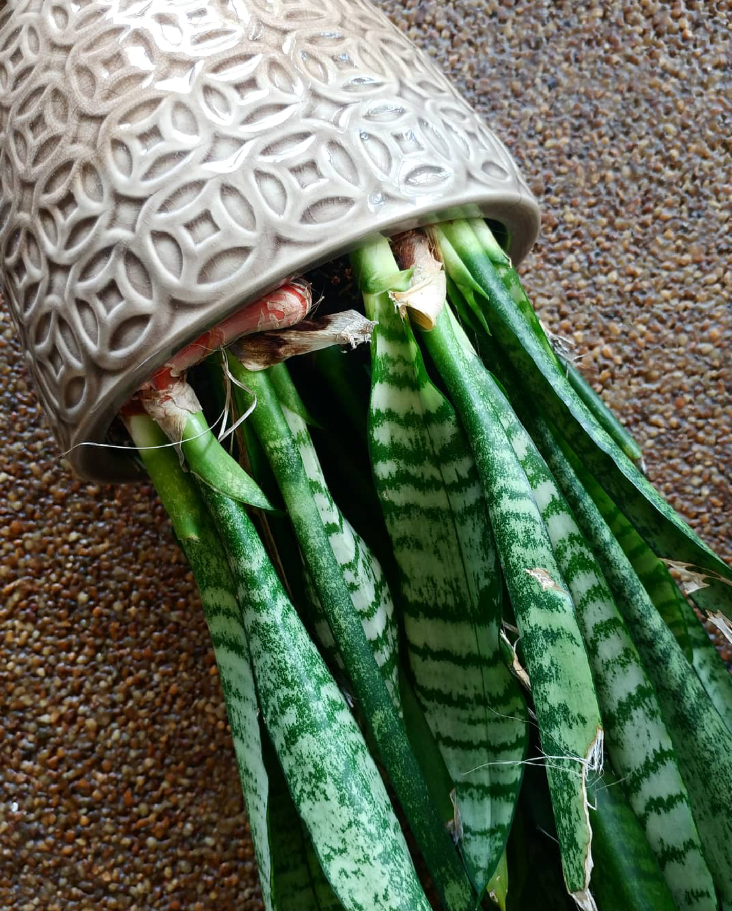 Removing snake plant from old pot