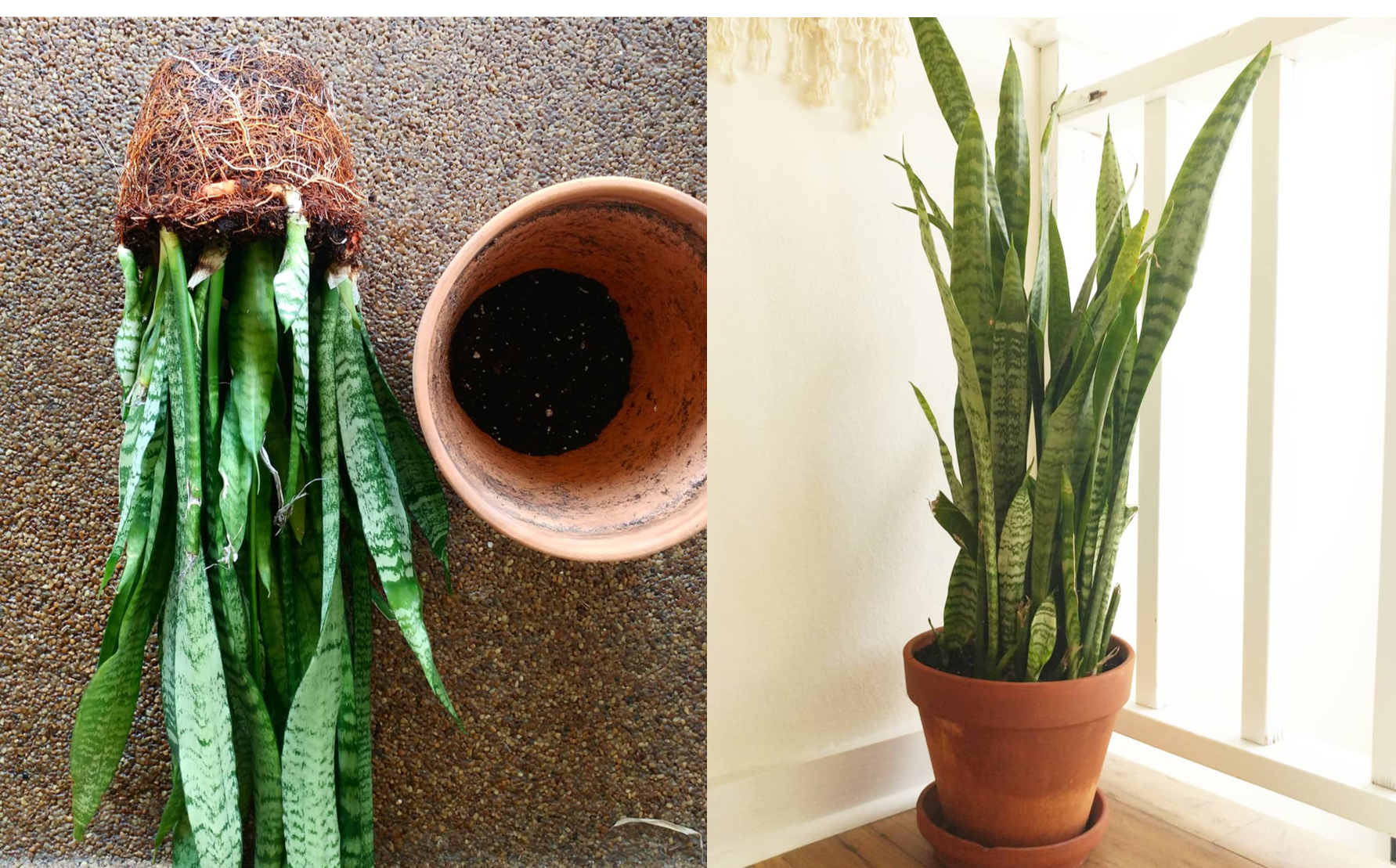 Snake plant in pot