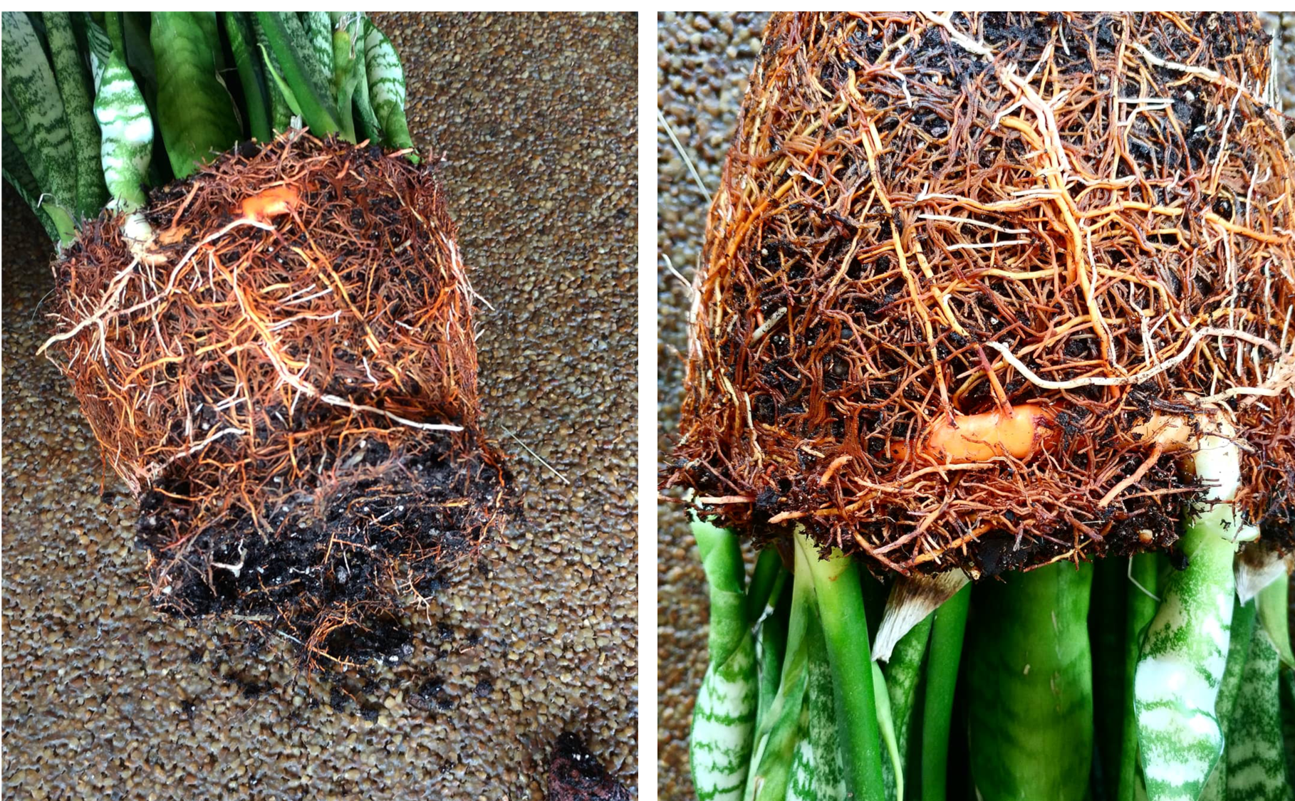Orange roots on snake plant — totally normal!