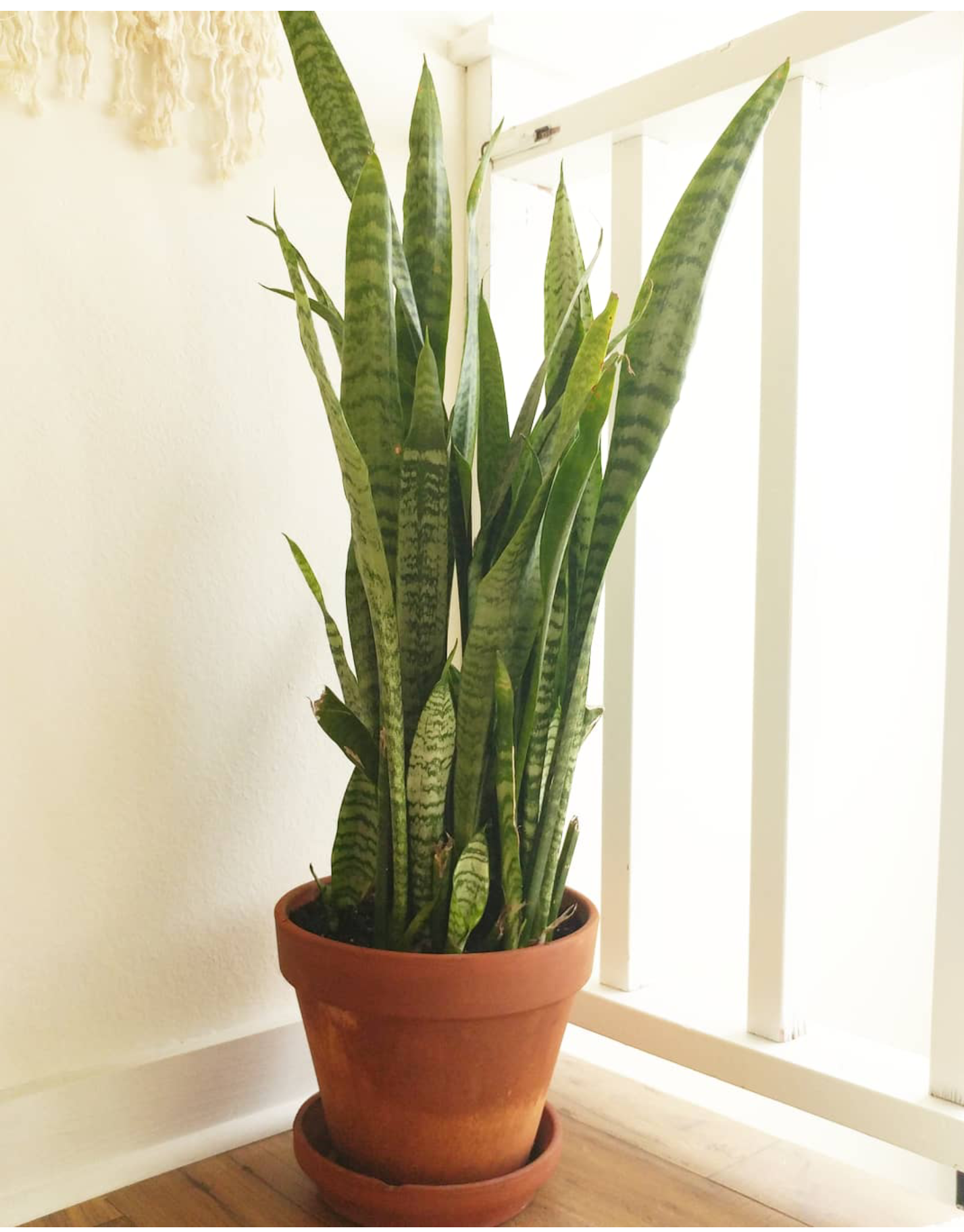 Snake plant settled in new pot