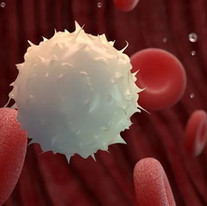 white blood cell.jpeg