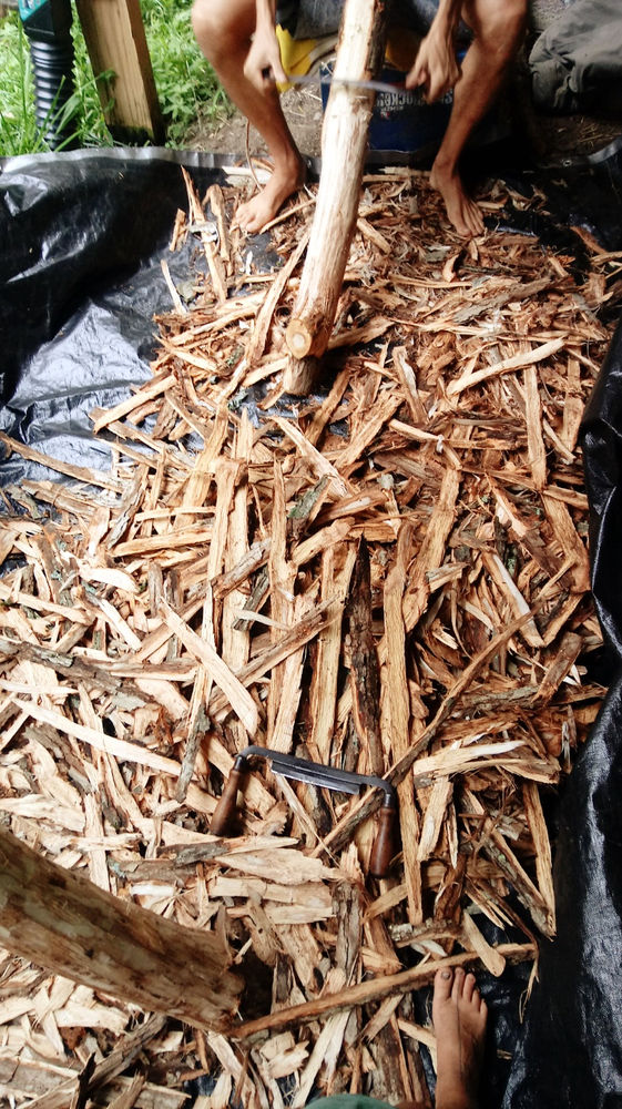 Hide Tanning With White Oak Bark