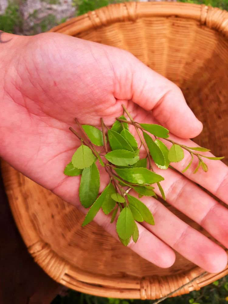 Making Yaupon Holly Tea
