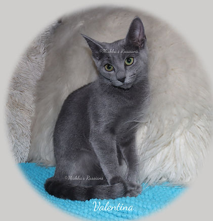 This is a picture of Valentina, one of our Russian Blue cats.