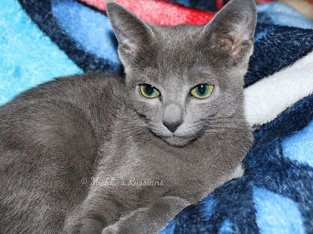 Mishka's Russians TICA Registered Russian Blue & White