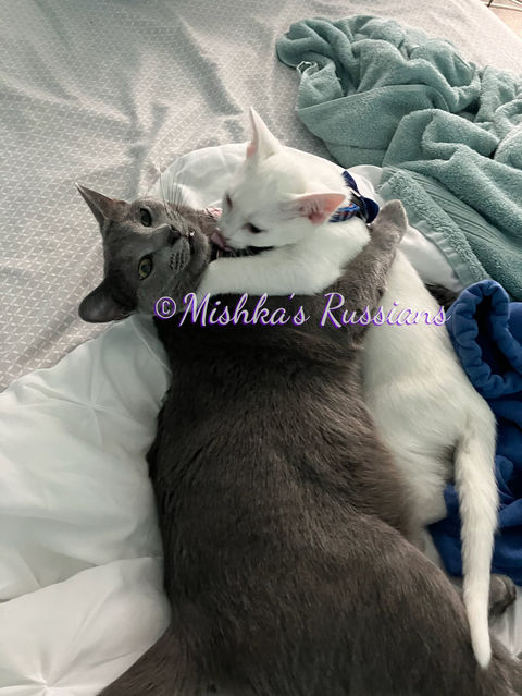 Mishka's Russians Past Litter - Purebred Russian Blue & White