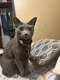 Mishka's Russians Past Litter - Purebred Russian Blue