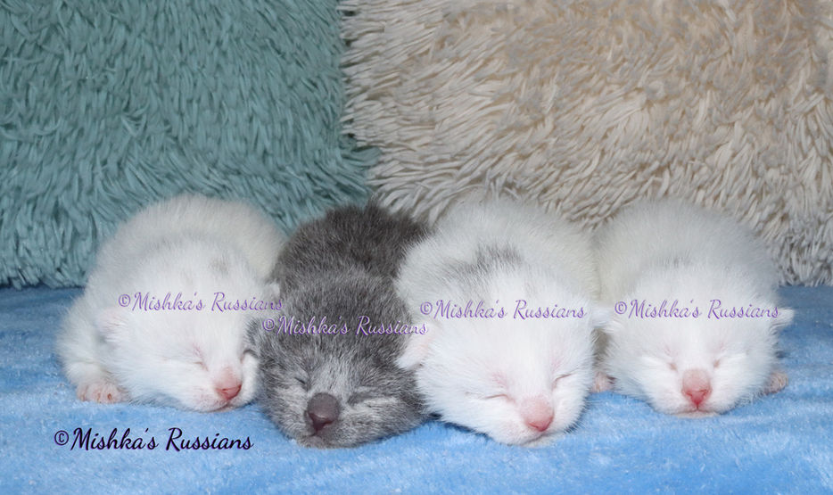 Mishka's Russians Prior Litter