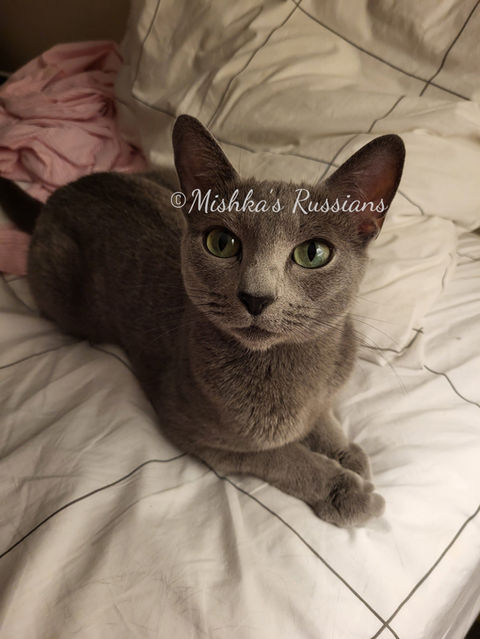 Mishka's Russians Past Litter - Purebred Russian Blue