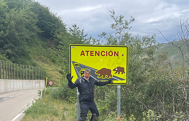 Spanish wild bear