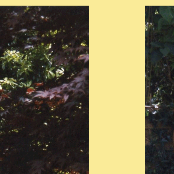 10.gif