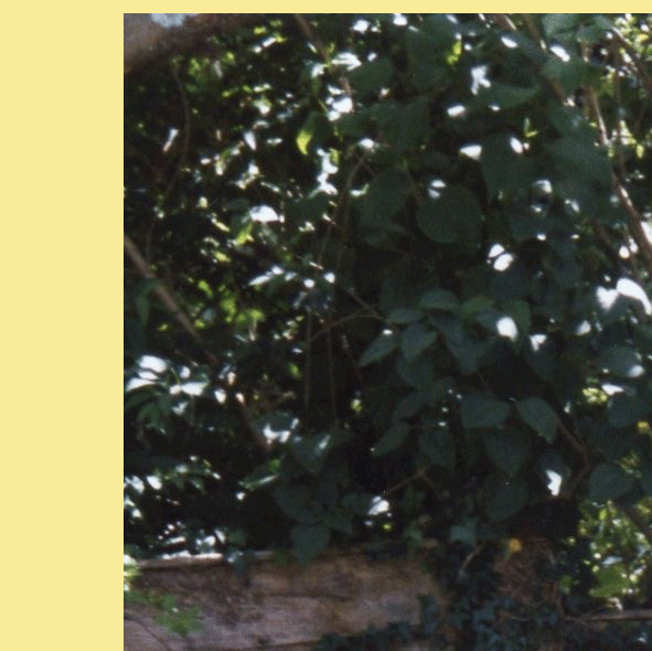 6.gif