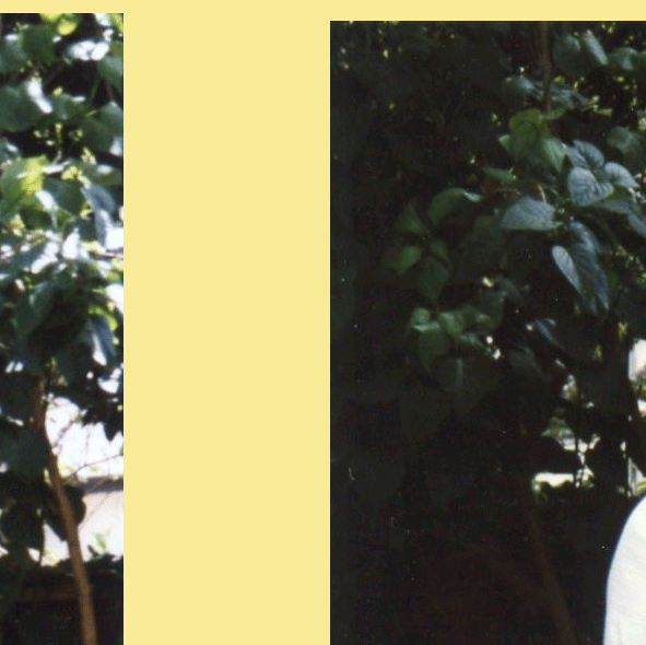 8.gif