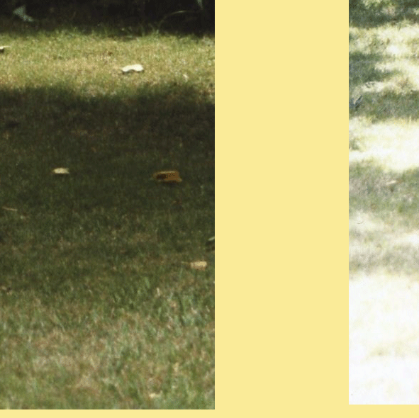 24.gif