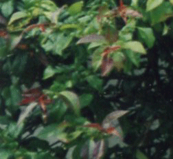 feb 17.gif