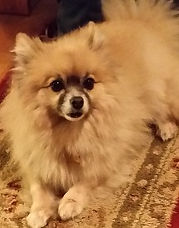 Juniper - Pomeranian (2)_edited.jpg