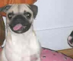 Hannah & Sydney French Bulldog, Pug, Anxiety