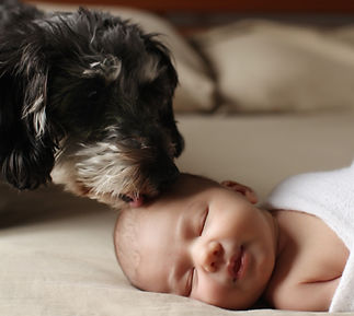 NY Clever K9 Program Dog and New Baby