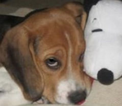 Peanut - Beagle, Resource Guarding.jpg