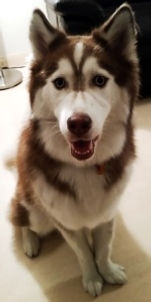 Blue Siberian Husky Separation Anxiety, Fear on Walks