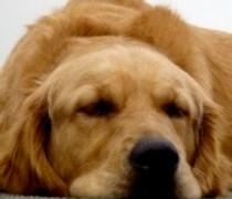 OBrien - Golden Retreiver, AKC Canine Go