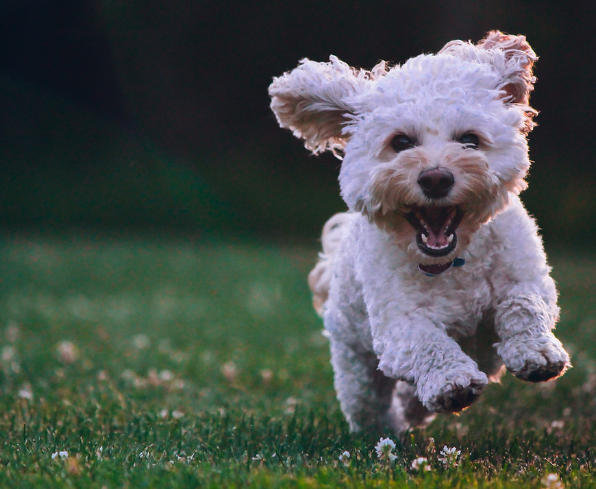 NY Clever K9 Behavioral Obedience Positive Dog Training Happy Dog