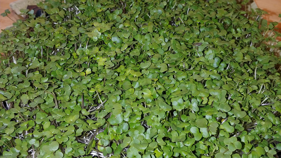 Broccoli greens grown indoors