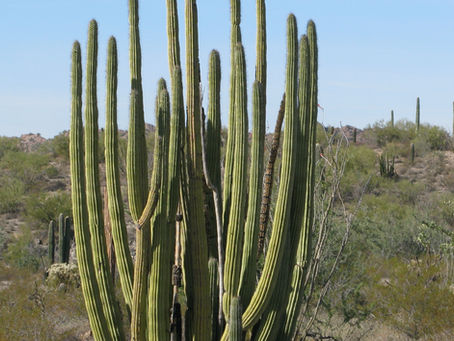 Organ Pipe Cactus National Monument - Arizona