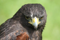 Harris Hawk Trouble.jpg